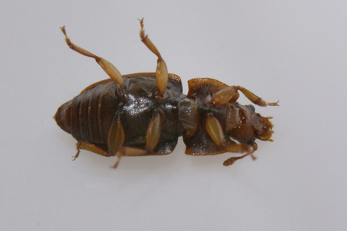 Epuraea fuscicollis, maschio, Nitidulidae